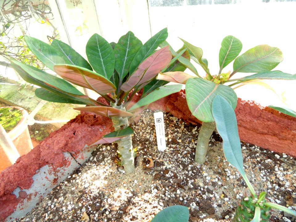 Euphorbia millotii - Lyman Plant House, Smith College - DSC04307