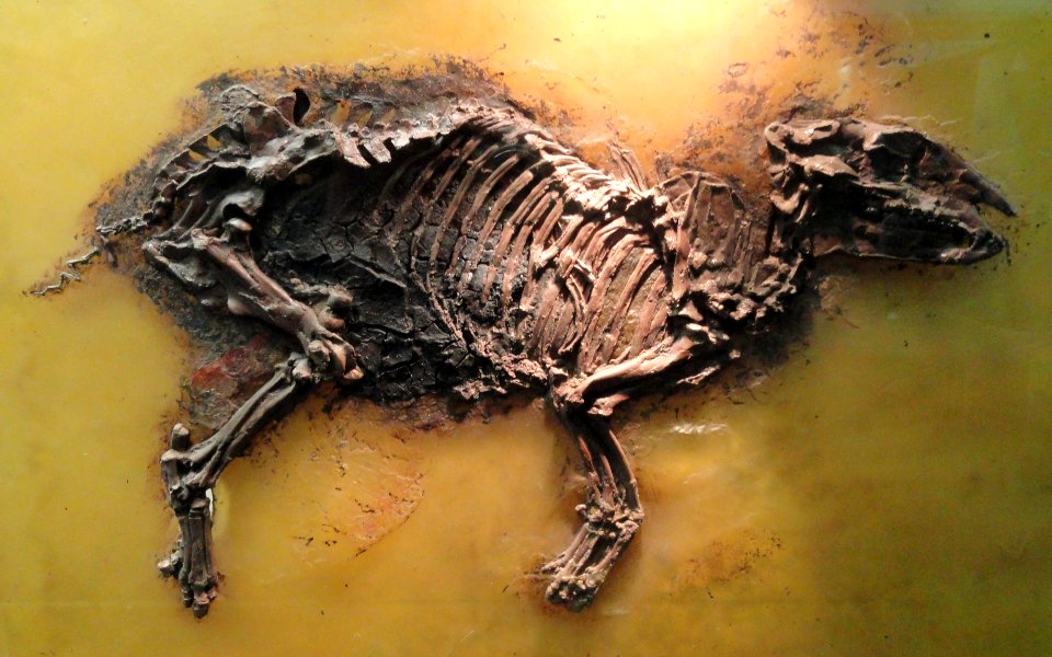 Eurohippus messelensis - Naturmuseum Senckenberg - DSC02238