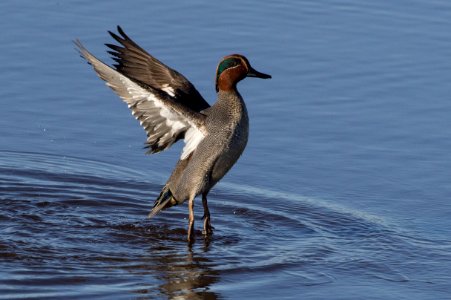 Eurasian teal (Anas crecca)