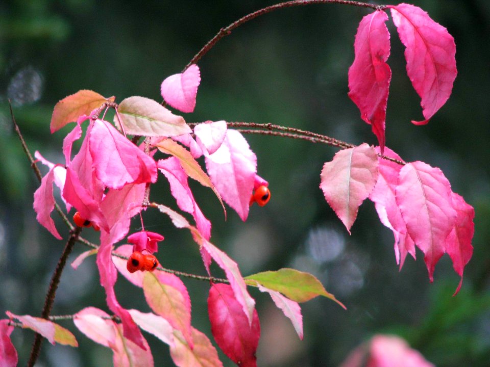 Euonymus verrucosus 9157
