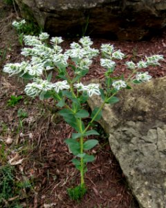Euphorbia marginata, 2020-09-07, Beechview, 02