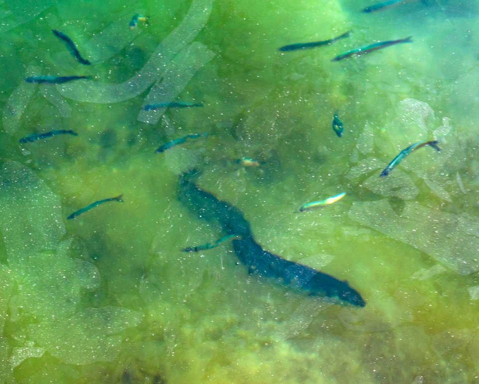 European eel in Gullmarn fjord 3