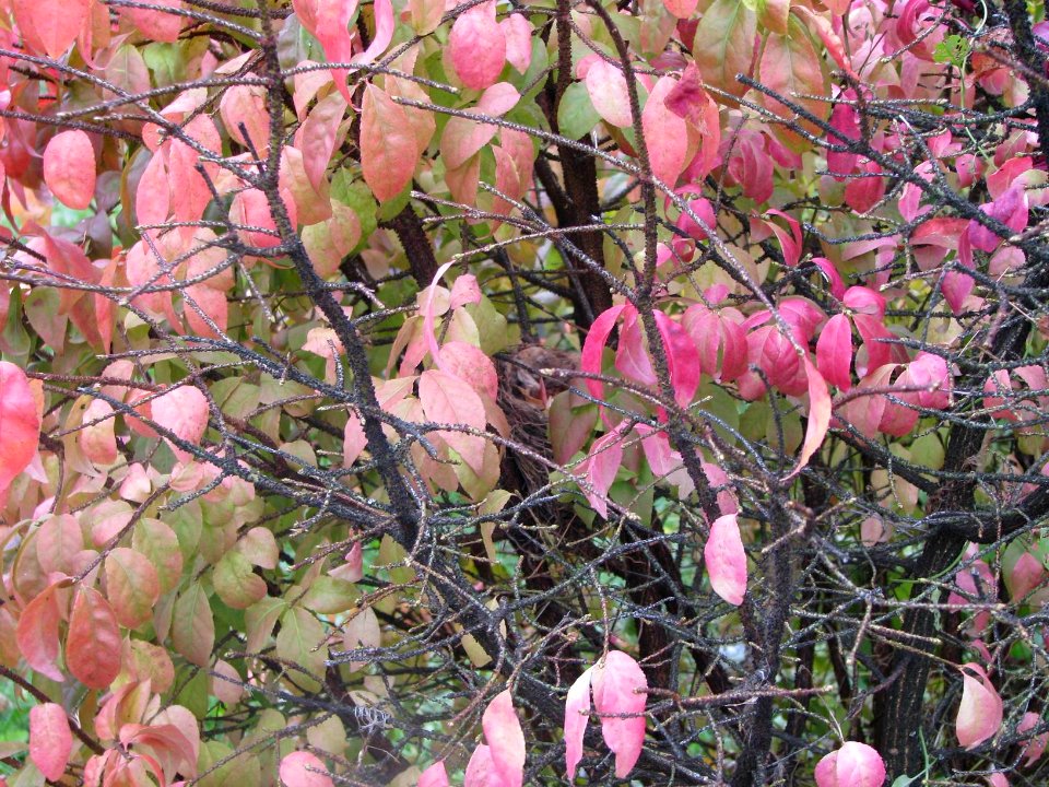 Euonymus verrucosus 7145