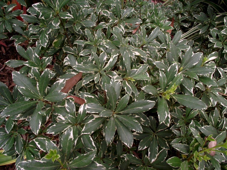 Euonymus japonicus 'silver king'