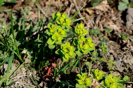 Euphorbia helioscopia