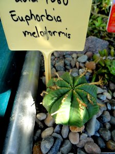 Euphorbia meloformis - Botanical Garden in Kaisaniemi, Helsinki - DSC03726