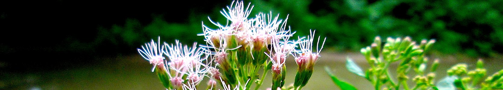 Eupatorium cannabinum. Reader