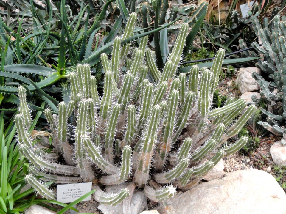 Euphorbia handiensis - Palmengarten Frankfurt - DSC01743