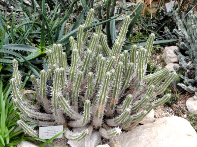 Euphorbia handiensis - Palmengarten Frankfurt - DSC01743