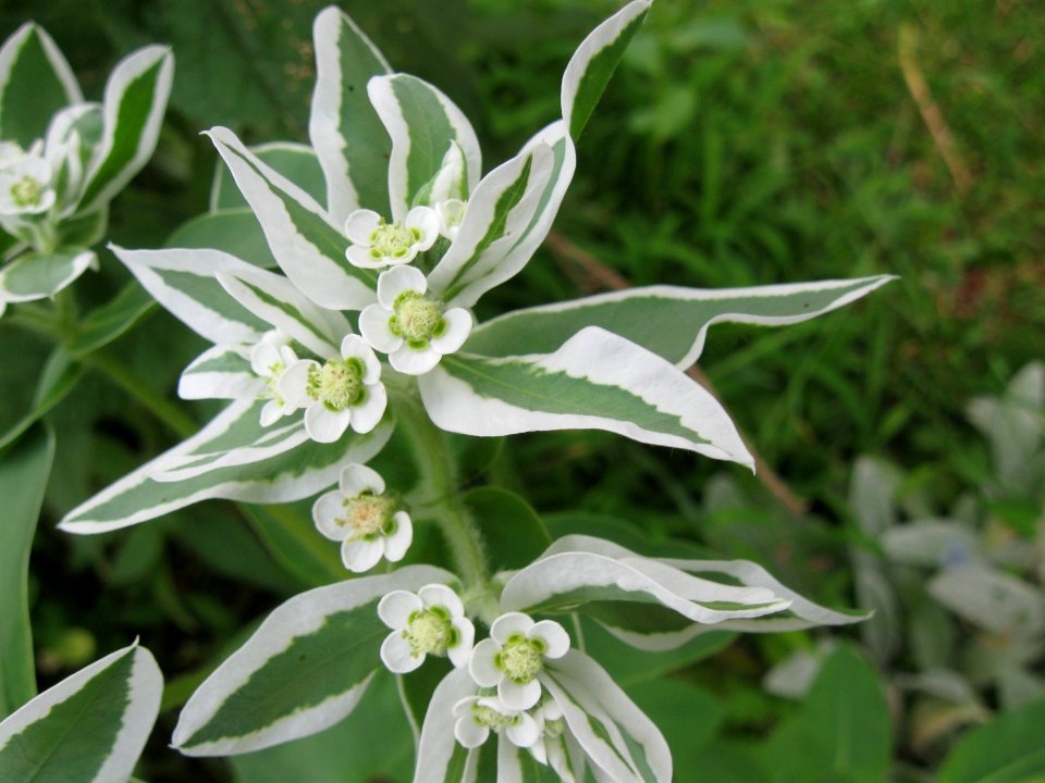Euphorbia marginata, 2015-07-22, Beechview, 01