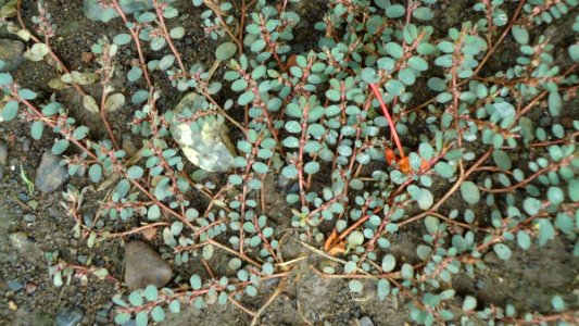 Euphorbia maculata (Creeping Spurge) 1