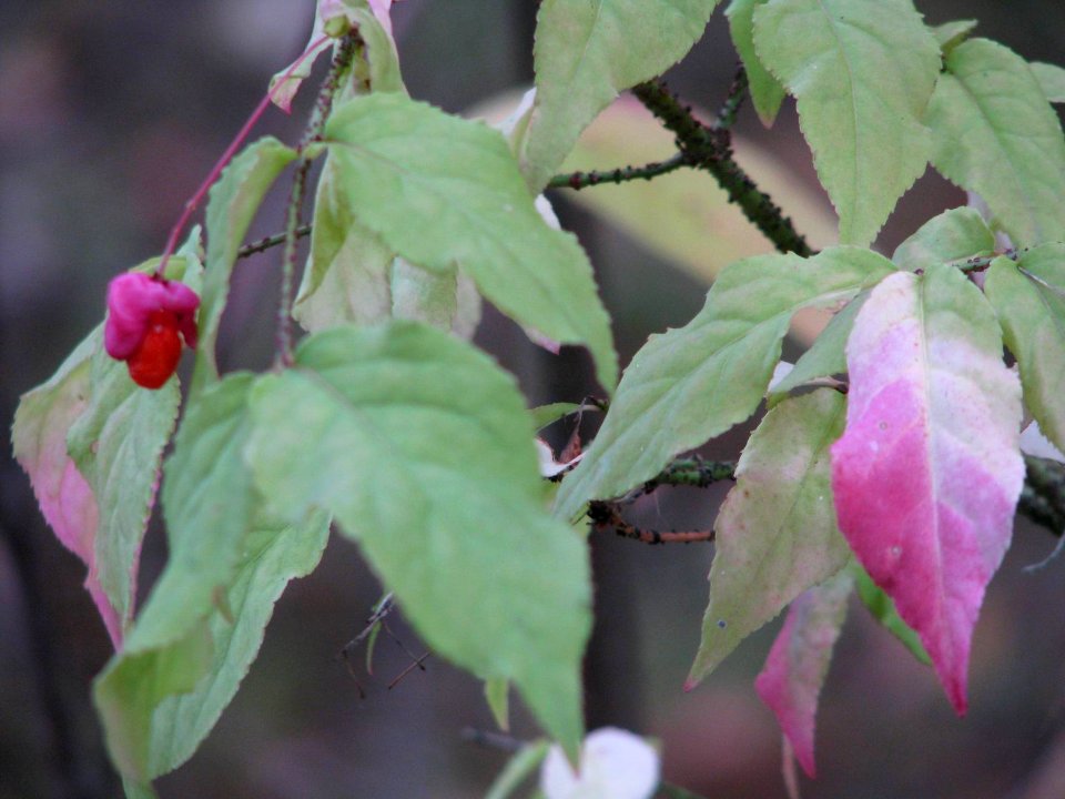 Euonymus verrucosus 9153