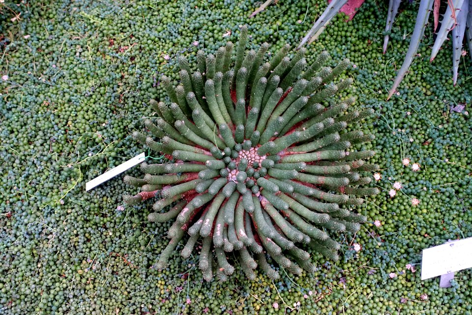 Euphorbia inermis - Botanischer Garten - Heidelberg, Germany - DSC01316