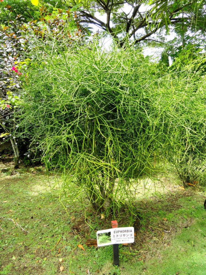Euphorbia - Sankyo Garden - DSC01250