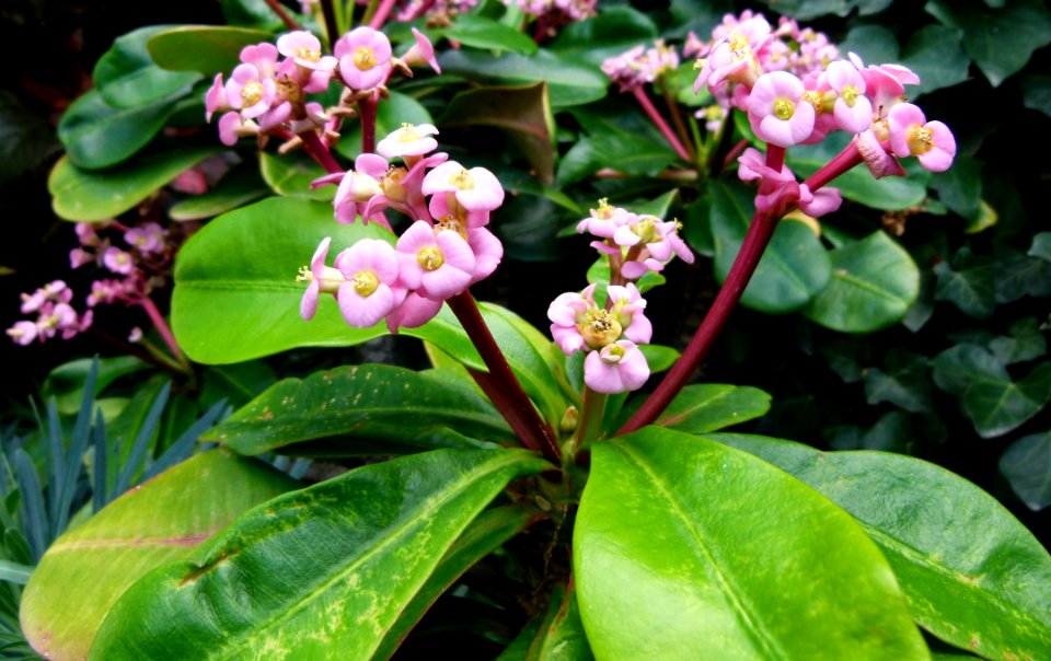 Euphorbia lophogona 2b
