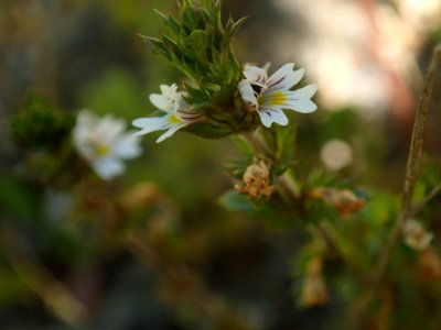 Euphrasia nemorosa flower (16)