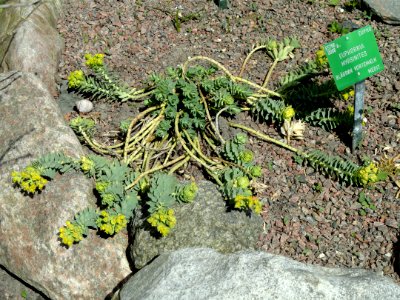 Euphorbia myrsinites - Copenhagen Botanical Garden - DSC07487