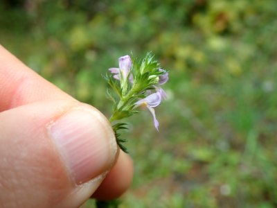 Euphrasia nemorosa flower (25)