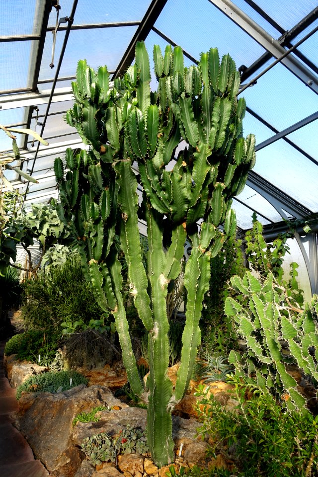 Euphorbia ingens - Wilhelma Zoo - Stuttgart, Germany - DSC01710