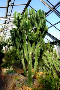 Euphorbia ingens - Wilhelma Zoo - Stuttgart, Germany - DSC01710