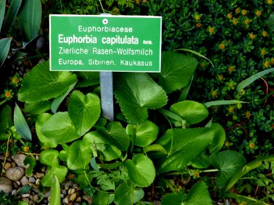 Euphorbia-capitulata photo
