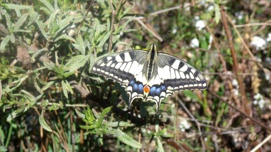 European Swallowtail