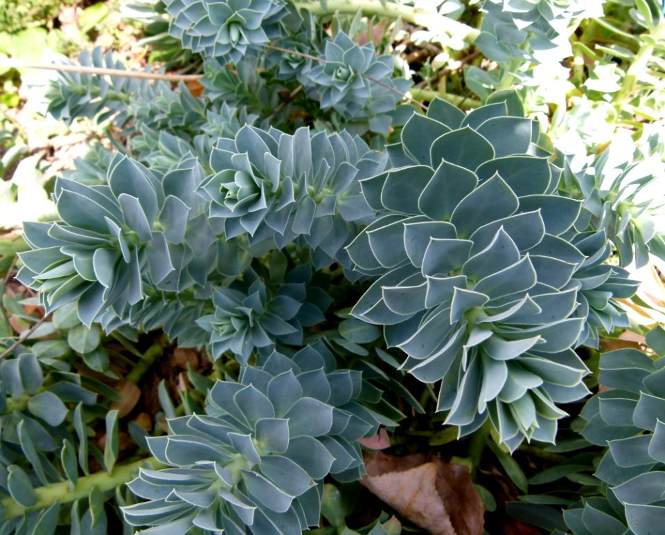 Euphorbia myrsinites Parc floral