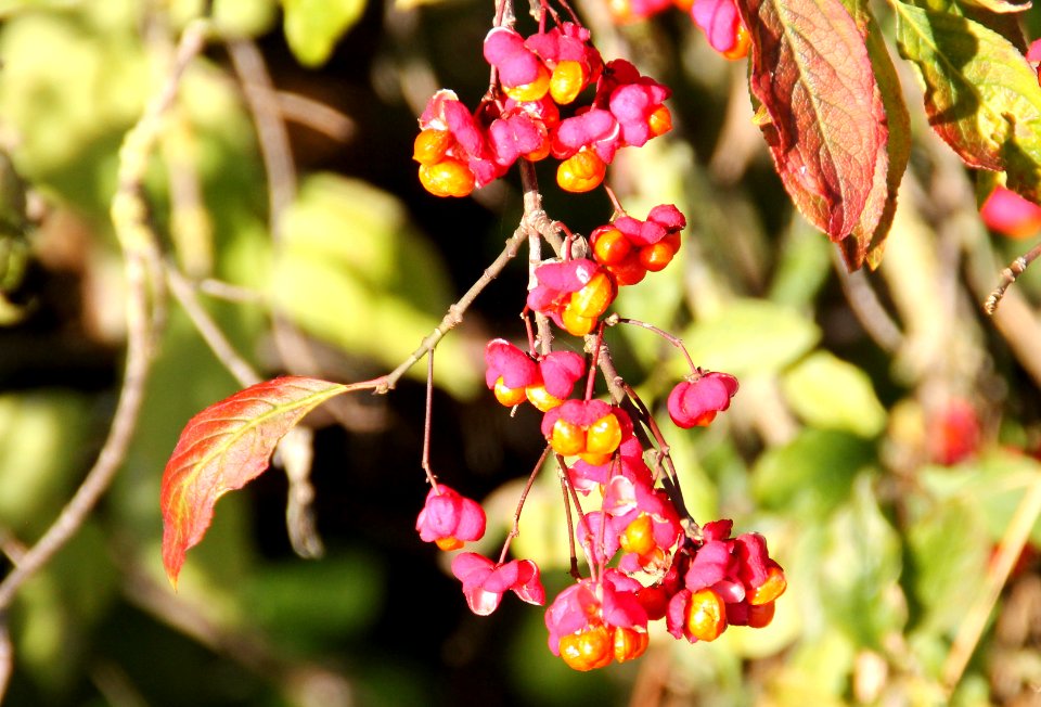 Euonymus europaeus Südbayern