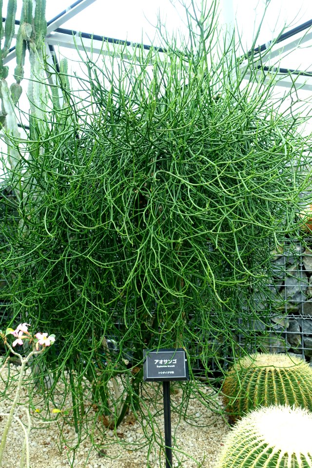 Euphorbia tirucalli - Shinjuku Gyo-en Greenhouse - Tokyo, Japan - DSC05918