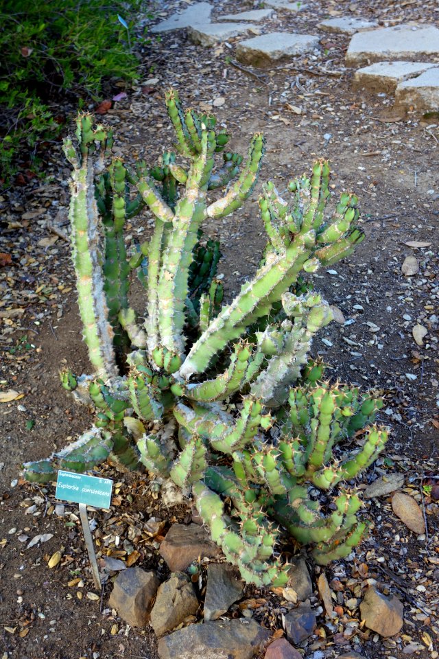 Euphorbia coerulescens - San Luis Obispo Botanical Garden - DSC05949