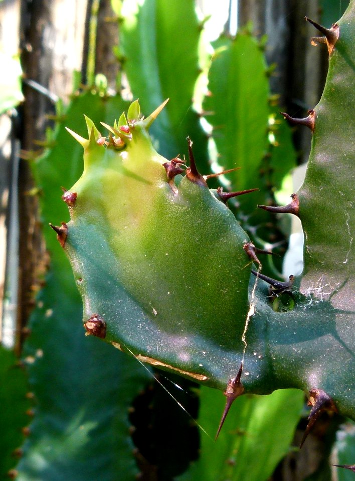 Euphorbia triangularis serres du Jardin du Luxembourg 4