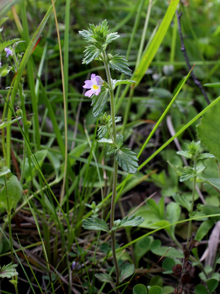 Euphrasia stricta var. tenuis Simo, Finland 14.07.2013