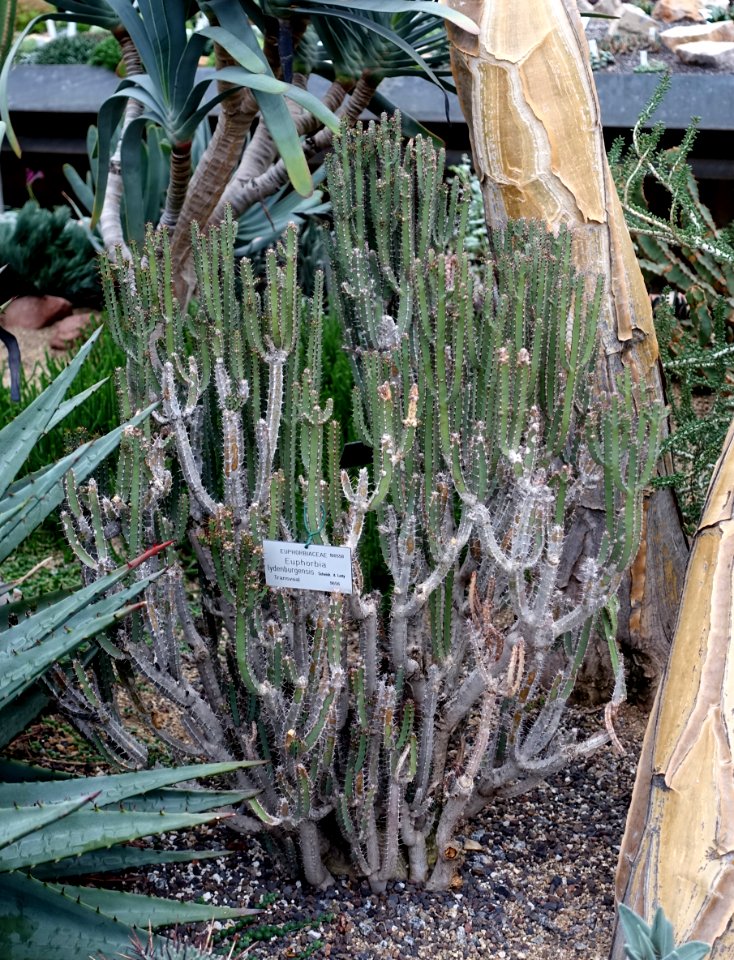 Euphorbia lydenburgensis - Botanischer Garten - Heidelberg, Germany - DSC01320