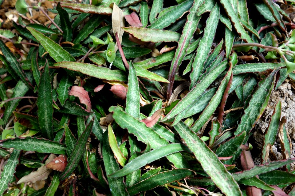 Euphorbia francoisii - Krohn Conservatory - DSC03547