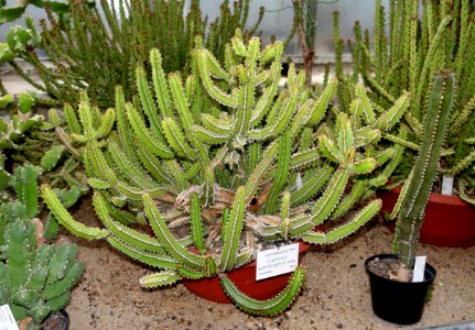 Euphorbia waterbergensis - Botanischer Garten - Heidelberg, Germany - DSC01337