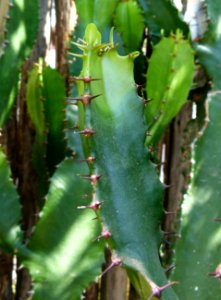 Euphorbia triangularis serres du Jardin du Luxembourg 3