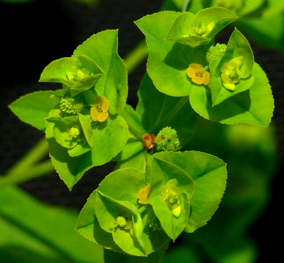 Euphorbia platyphyllos IP1105101