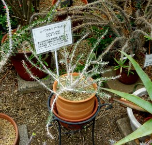 Euphorbia kondoi - Food and Agriculture Museum - Setagaya, Tokyo, Japan - DSC09890
