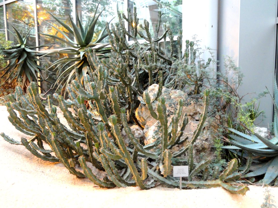 Euphorbia virosa - Palmengarten Frankfurt - DSC01746