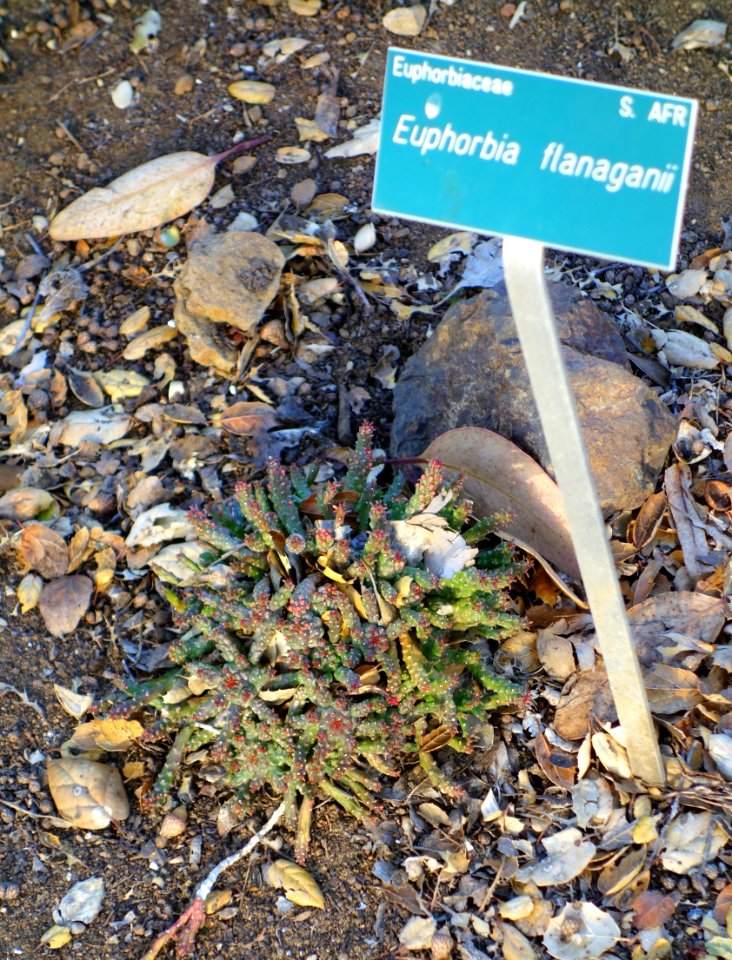Euphorbia flanaganii - San Luis Obispo Botanical Garden - DSC05940