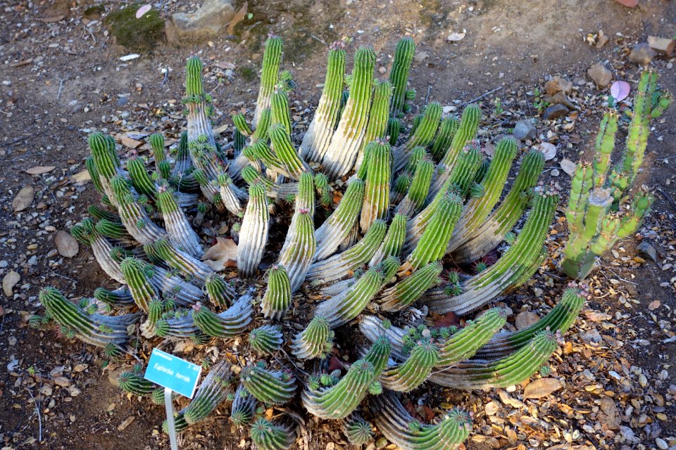 Euphorbia horrida - San Luis Obispo Botanical Garden - DSC05945