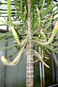 Euphorbia ramipressa - Botanischer Garten - Heidelberg, Germany - DSC01380