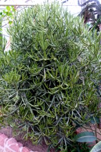 Euphorbia grandidens - Botanischer Garten - Heidelberg, Germany - DSC01310