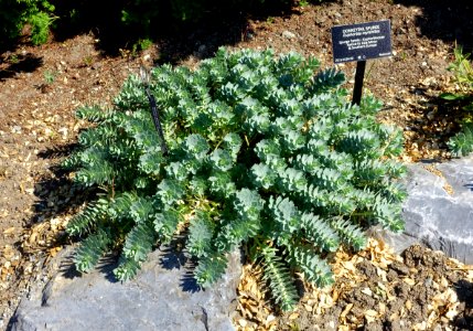 Euphorbia myrsinites - VanDusen Botanical Garden - Vancouver, BC - DSC06760
