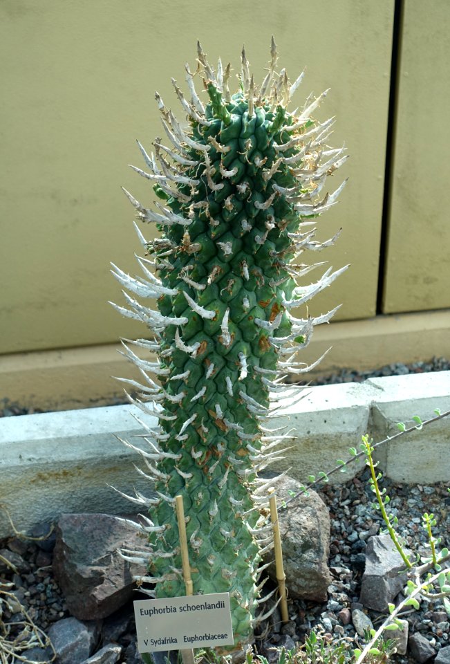 Euphorbia schoenlandii - Bergianska trädgården - Stockholm, Sweden - DSC00429