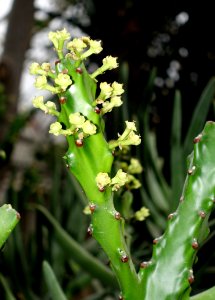 Euphorbia antiquorum (Euphorbia mayuranathanii) - Botanischer Garten - Heidelberg, Germany - DSC01386