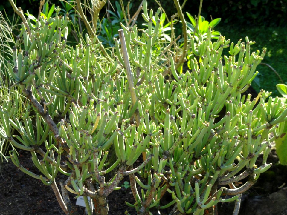 Euphorbia aphylla - Botanischer Garten, Frankfurt am Main - DSC02367
