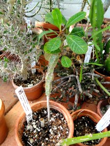 Euphorbia leuconeura - Lyman Plant House, Smith College - DSC04323