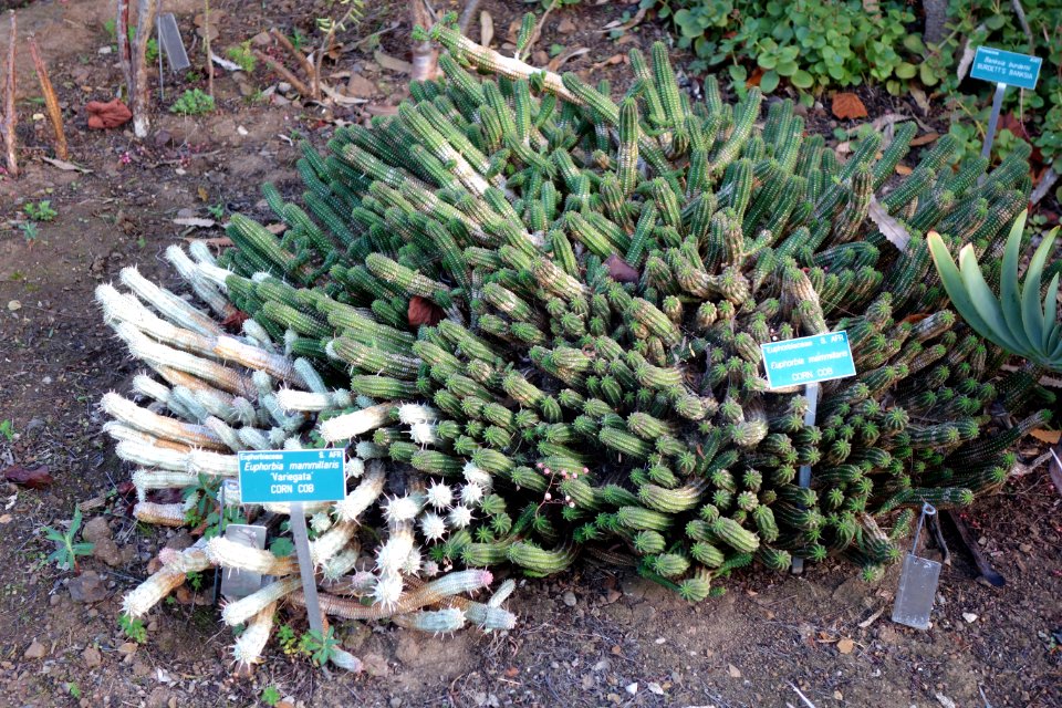 Euphorbia mammillaris - San Luis Obispo Botanical Garden - DSC05923