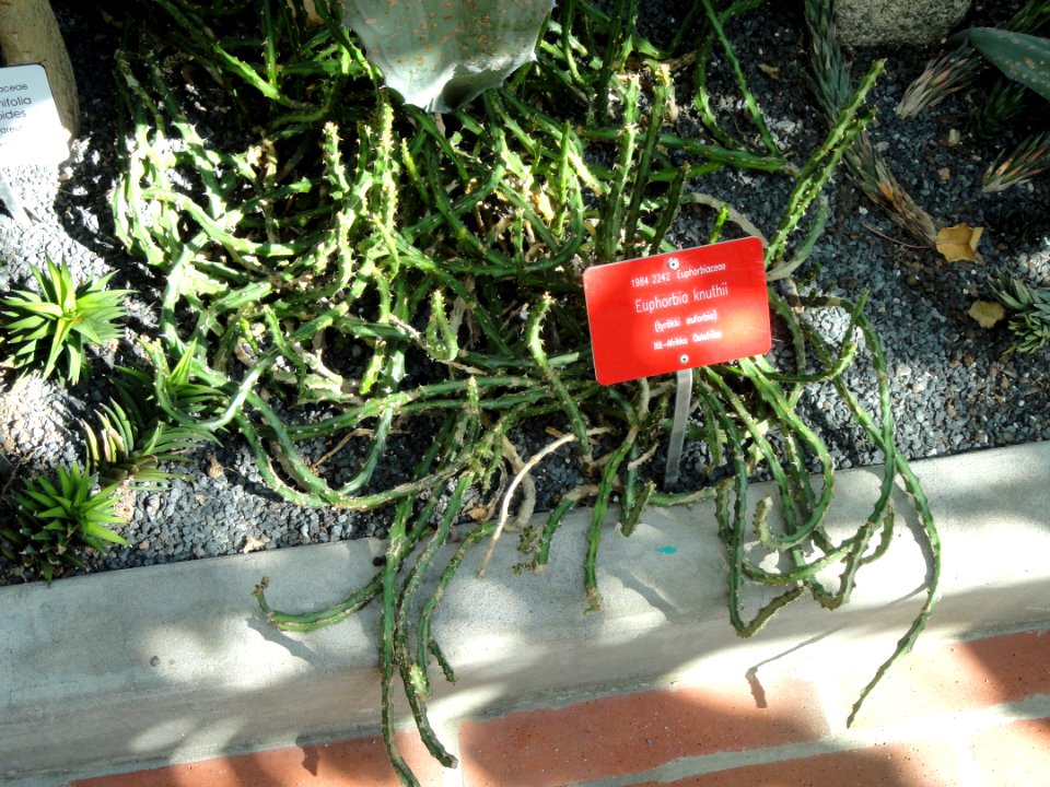 Euphorbia knuthii - Botanical Garden in Kaisaniemi, Helsinki - DSC03735